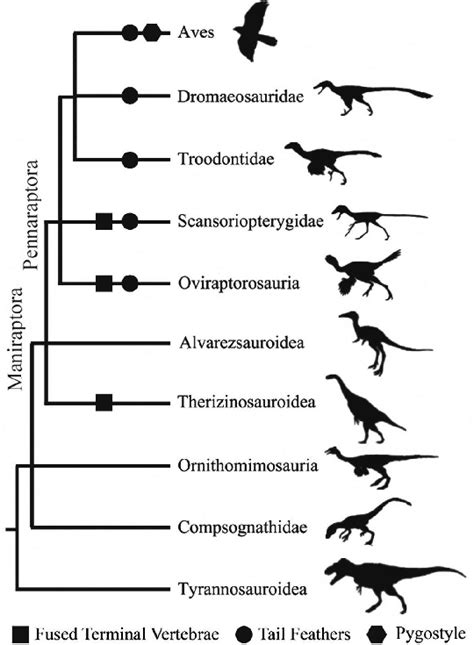 Phylogeny of Maniraptora and related Theropoda dinosaurs Modified from ...