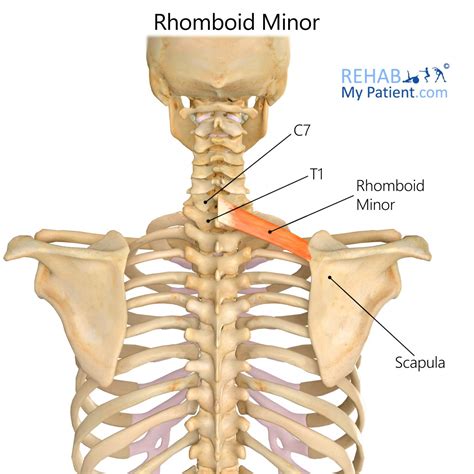 Rhomboid Minor | Rehab My Patient