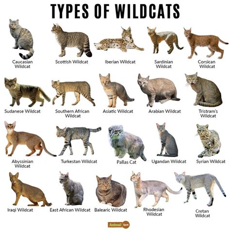 Wild cat breeds, Cat breeds, Wild cats