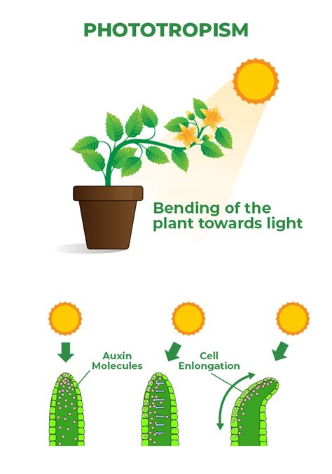 Chemotropism In Plants