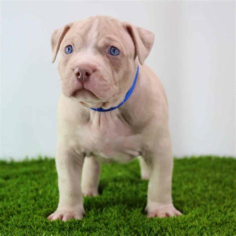 Blue Eyed Pitbull Puppy For Sale: What You Should Know Before Buying