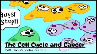 Amoeba Sisters Cell Cycle And Cancer Worksheet Answers