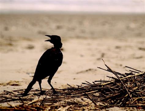 We Are Not Alone, Hurricanes Also Affect The Wildlife Badly