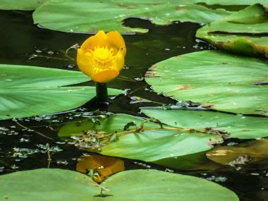 Yellow Water Lily: Pictures, Flowers, Leaves & Identification | Nuphar ...