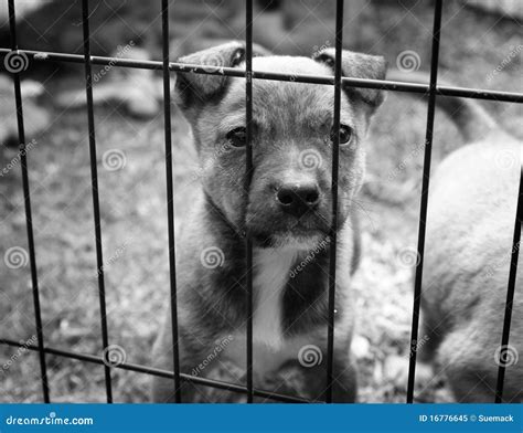 Puppy In A Cage Royalty Free Stock Photo - Image: 16776645