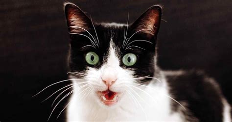 Why Is My Cat Panting? (Do Cats Pant and Should I be Worried?) - We ...