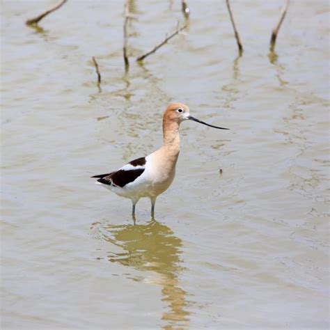 American Avocet - Bird Watching Academy