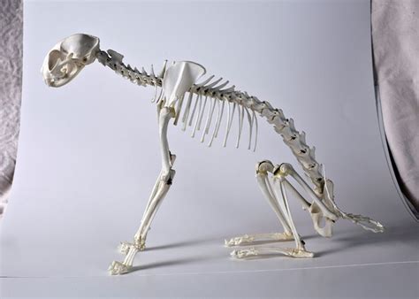 cat skeleton sitting - Google Search | Cat skeleton, Cat anatomy, Skeleton