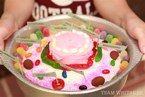 Edible Science: The Animal Cell - Kathryn Whitaker