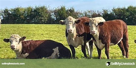 3 Pedigree Hereford Breeding Heifers | SellMyLivestock - The Online ...