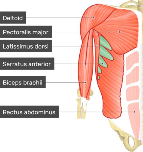 Serratus Anterior Muscle | GetBodySmart