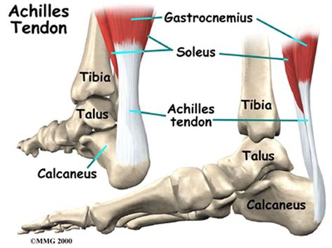 Achilles Tendon Anatomy Diagram