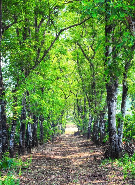 Acacia tree: planting, care and pruning of this towering shade-giver