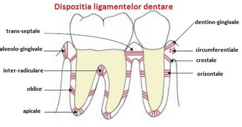 Noţiuni de anatomie gingivo-parodontală | Chirurgie Orala