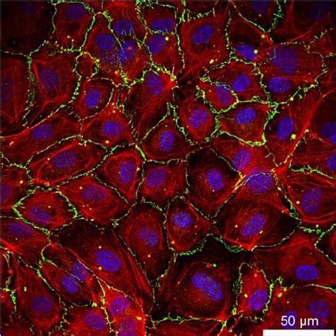 Architecture of artificial adherens junctions. (A-B) Self assembly of... | Download Scientific ...