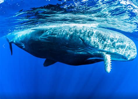 The Biggest Whales Of The World: Names, characteristics and more