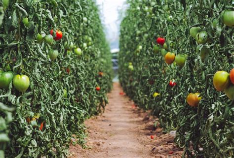 10 Vertical Vegetable Garden Design Ideas for Small Spaces - Food Gardening Network