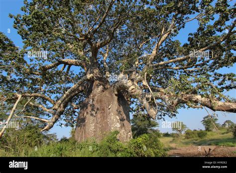 Beautiful and huge Baobab at Kissama National Park – Angola Stock Photo - Alamy