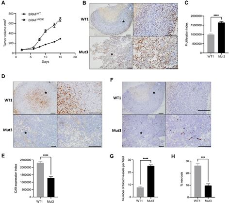 BRAF V600E melanoma xenografts grow more rapidly than isogenic BRAF WT ...