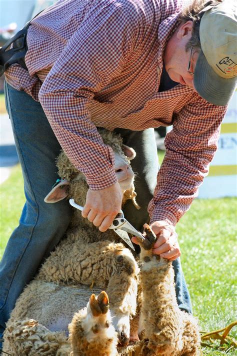 Sheep Shearing Free Photo Download | FreeImages