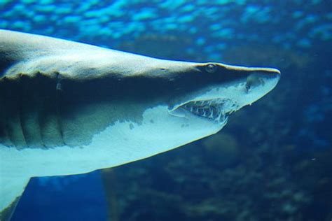 Snaggletooth Shark | Ocean creatures, Shark, Sea animals