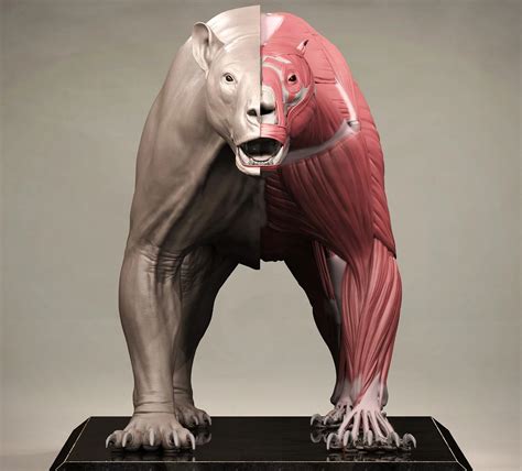 Grizzly Bear Anatomy Ecorche - FlippedNormals