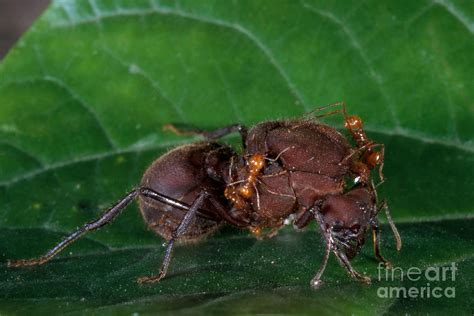 Leafcutter Ant Queen Photograph by Gregory G. Dimijian, M.D. - Pixels