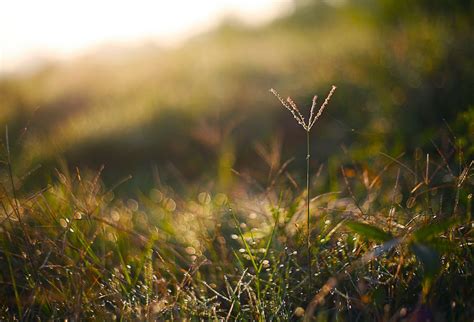 Selective Focus Photography Beige Wheat Grass · Free Stock Photo