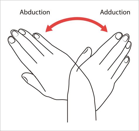 Abduction and adduction movements of the wrist joint. Source: Adapted... | Download Scientific ...