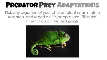 Predator/Prey Adaptations- Research Activity by Ann Price | TPT