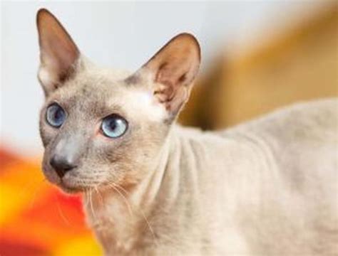 Peterbald cat: Breed Personality, Behavior Facts and Characteristics ...