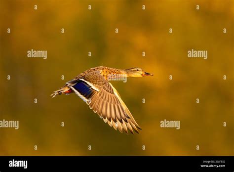 Mallard female flying Stock Photo - Alamy