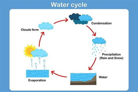 15 Facts About Water Cycle For Kids And Activities To Do