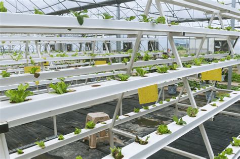 The Beginner’s Guide to Aeroponics: Soilless Cultivation Techniques - TopBackyards