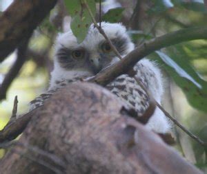 Powerful Owl Project in SE Qld | BIRDS in BACKYARDS