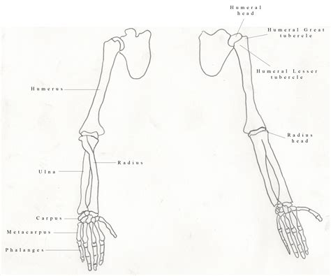 Arm Bones Drawing at GetDrawings | Free download