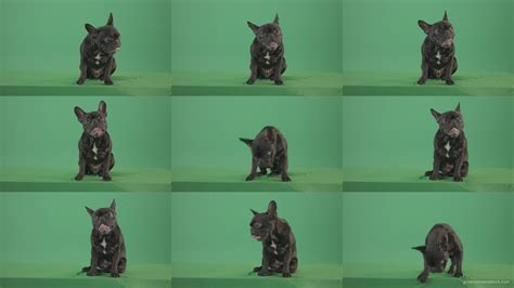 Green Screen Animals Video Footage — Green Screen Stock