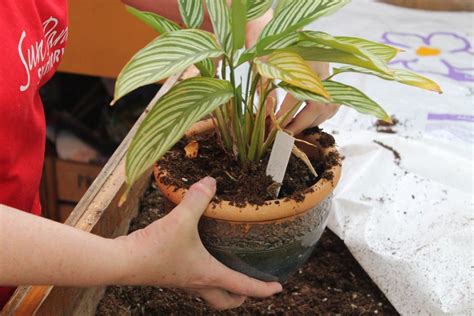 Transplanting & Fertilizing Houseplants