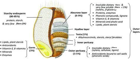 Frontiers | Wheat quality: A review on chemical composition ...