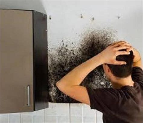 Mold Safety Tips: Be Aware of the Basics - Tyrone Po