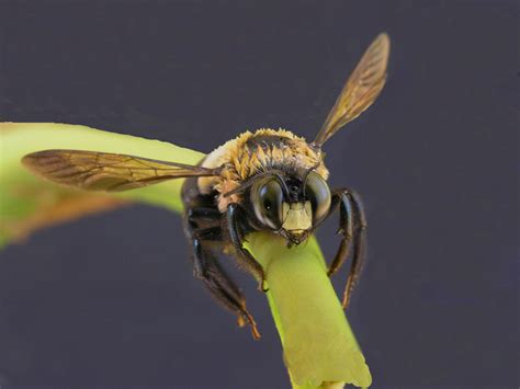 Do Carpenter Bees Sting? | Breda Pest Management