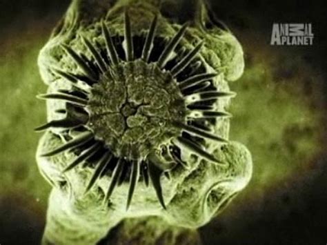 10 Most Terrifying Parasites Ever - CBS News