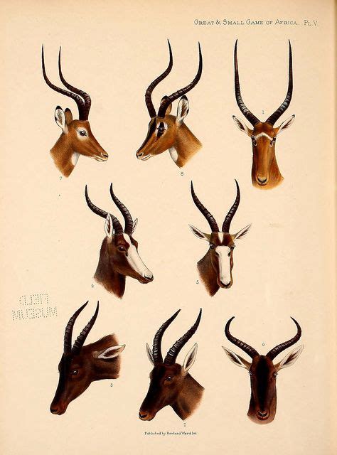 Scientific Illustration | Animal illustration, Mammals, Animal art