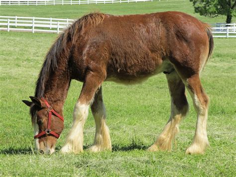 Clydesdale Horses for Sale