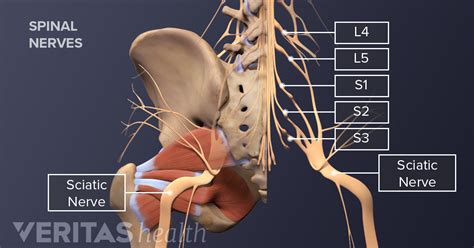 Musculoskeletal Problems and Leg Pain