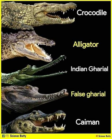 Crocodile Alligator Indian Gharial False gharial Caiman Science Butty ...