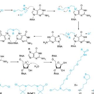 Nitrogen mustards. (a) Cross-linking mechanism. An aziridinium is ...