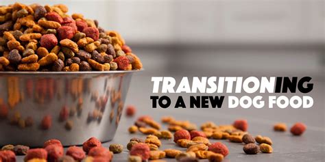 How To Transition Your Dog To a New Dog Food