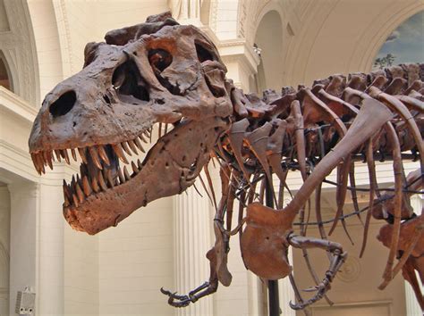 World's Largest T. Rex Skeleton On Display In Gainesville | WJCT NEWS