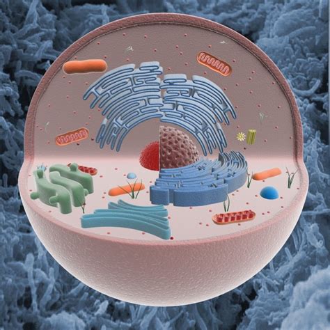 Animal Cell Structure 3D Model in Anatomy 3DExport